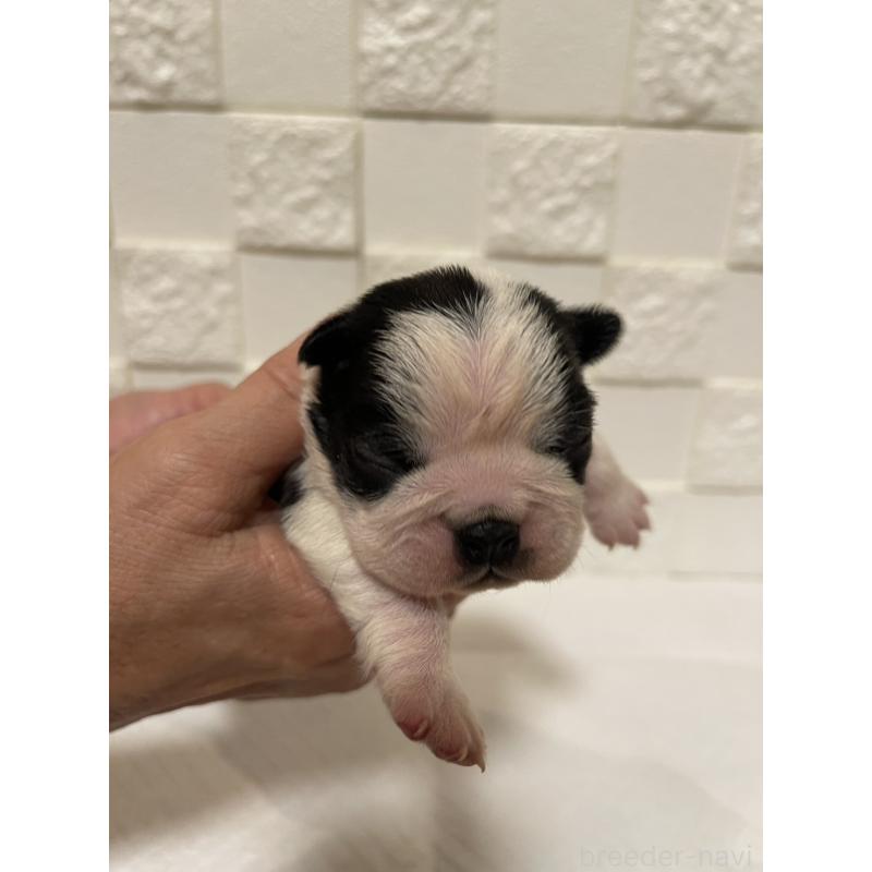 販売中の群馬県のボストンテリア-428928の4枚目