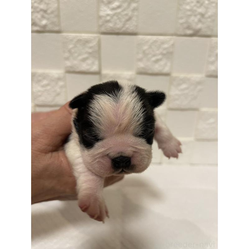 販売中の群馬県のボストンテリア-428928の3枚目