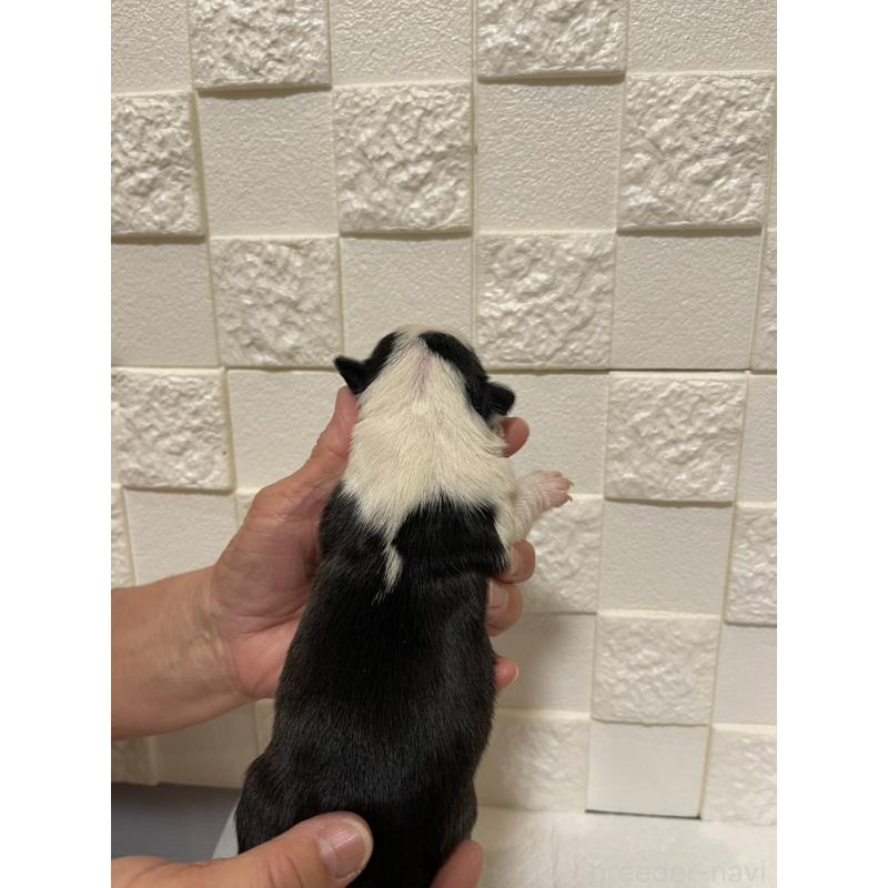 販売中の群馬県のボストンテリア-428928の2枚目