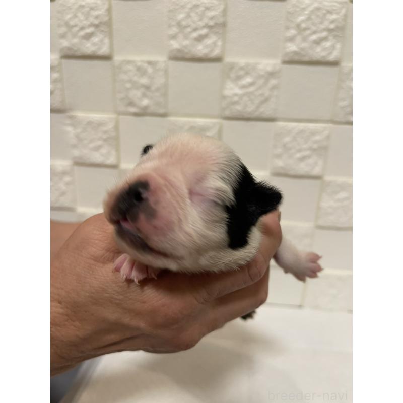 販売中の群馬県のボストンテリア-428929の10枚目