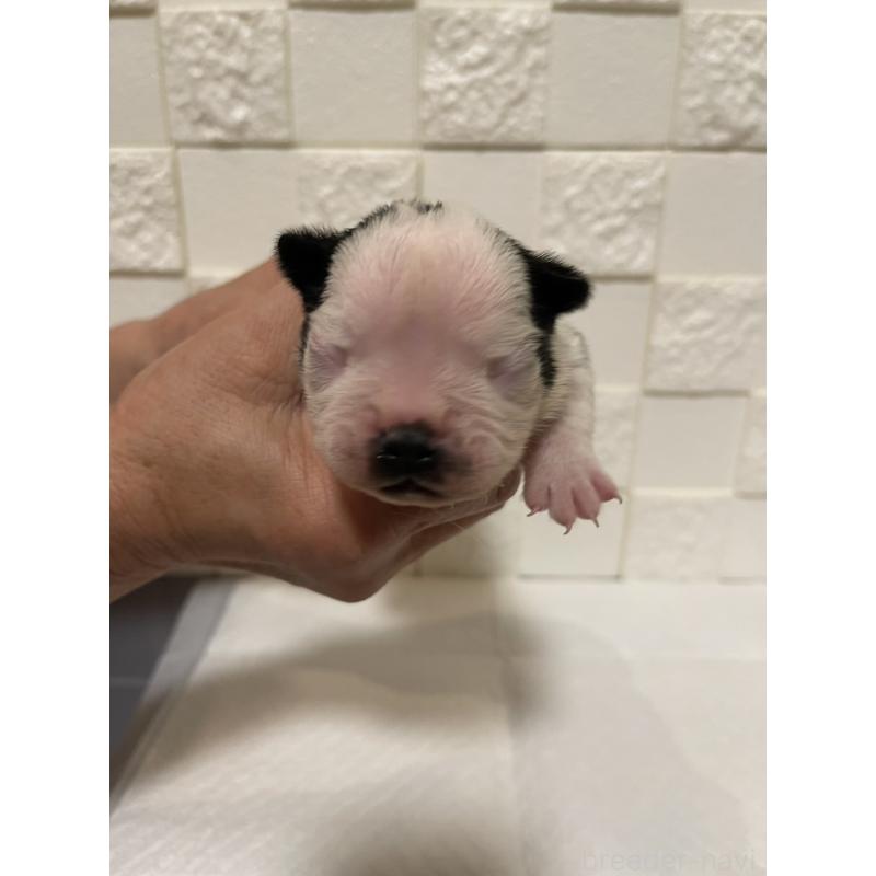 販売中の群馬県のボストンテリア-428929