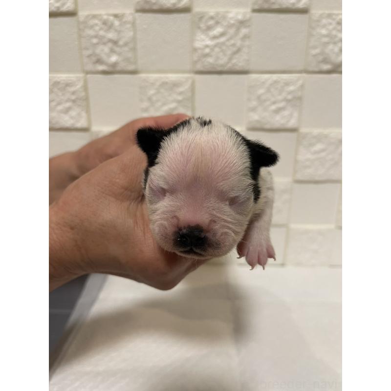 販売中の群馬県のボストンテリア-428929の9枚目