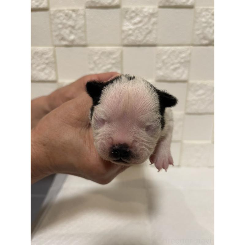 販売中の群馬県のボストンテリア-428929の8枚目