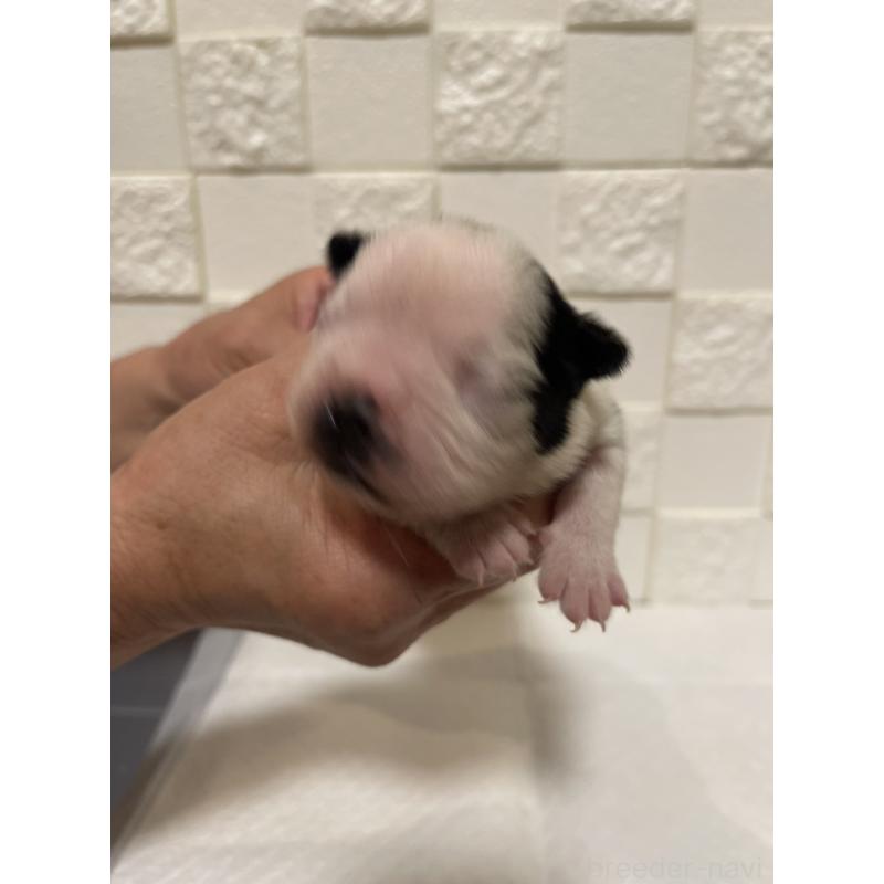 販売中の群馬県のボストンテリア-428929の7枚目