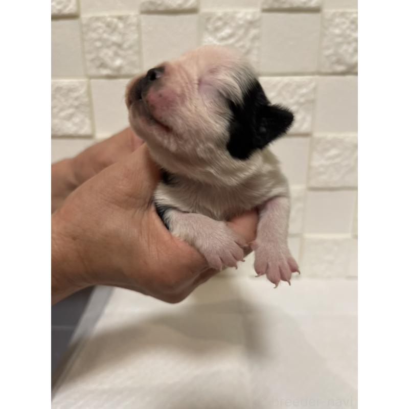 販売中の群馬県のボストンテリア-428929の6枚目