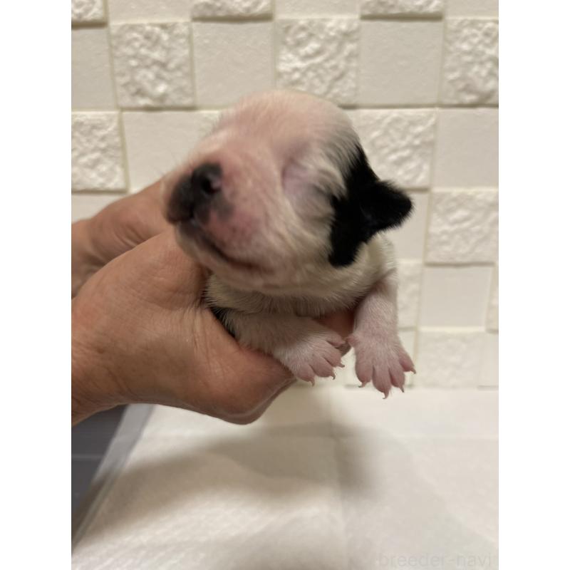 販売中の群馬県のボストンテリア-428929の5枚目