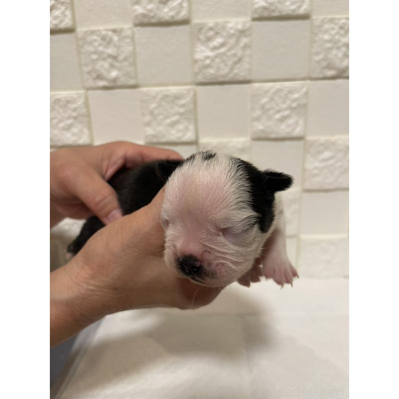 販売中の群馬県のボストンテリア-428929の4枚目