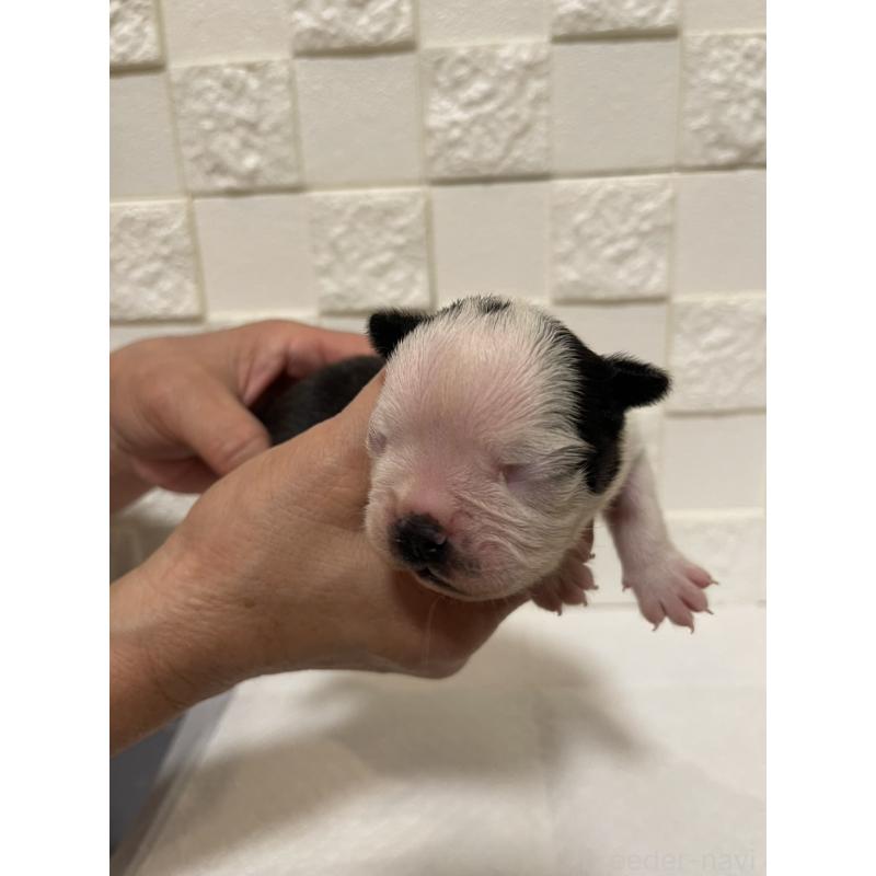 販売中の群馬県のボストンテリア-428929の3枚目