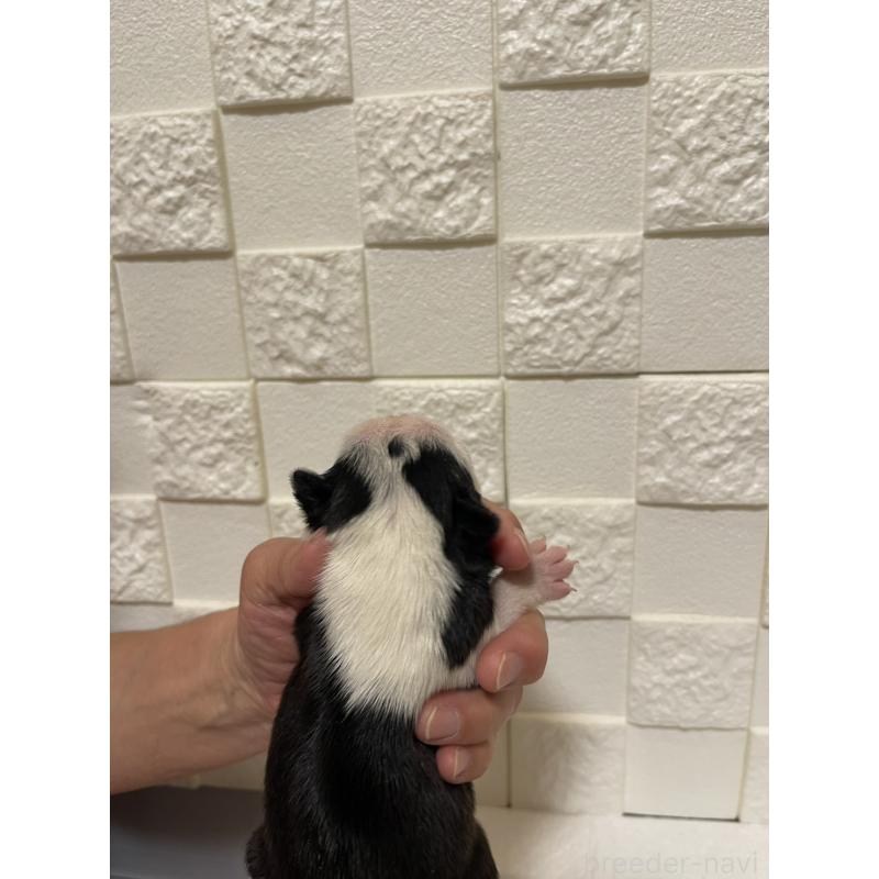 販売中の群馬県のボストンテリア-428929の2枚目