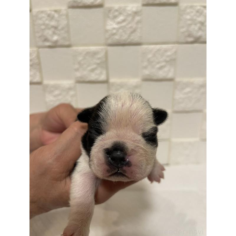 販売中の群馬県のボストンテリア-428930