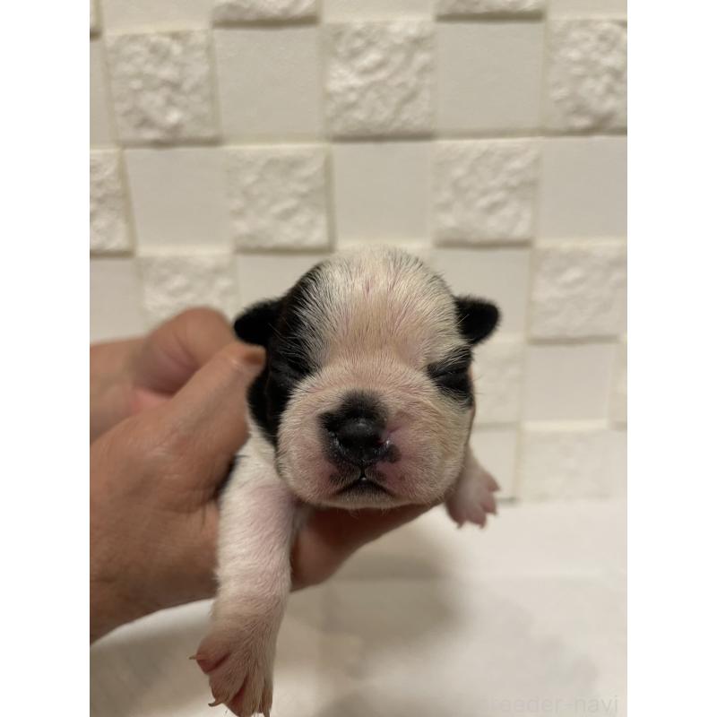 販売中の群馬県のボストンテリア-428930の11枚目