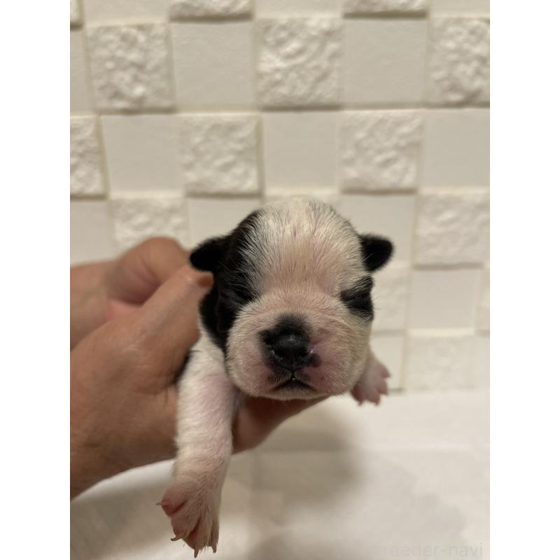 販売中の群馬県のボストンテリア-428930の10枚目