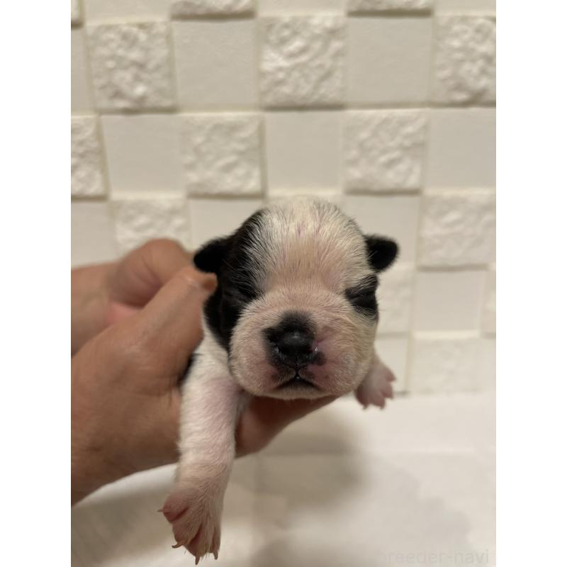 販売中の群馬県のボストンテリア-428930の9枚目