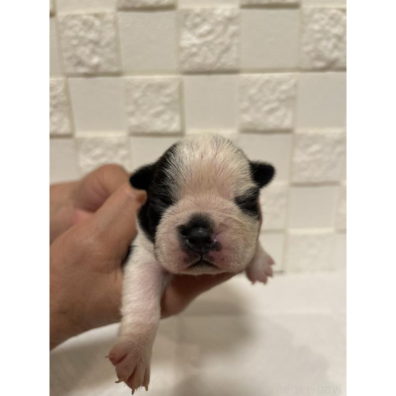 販売中の群馬県のボストンテリア-428930の8枚目