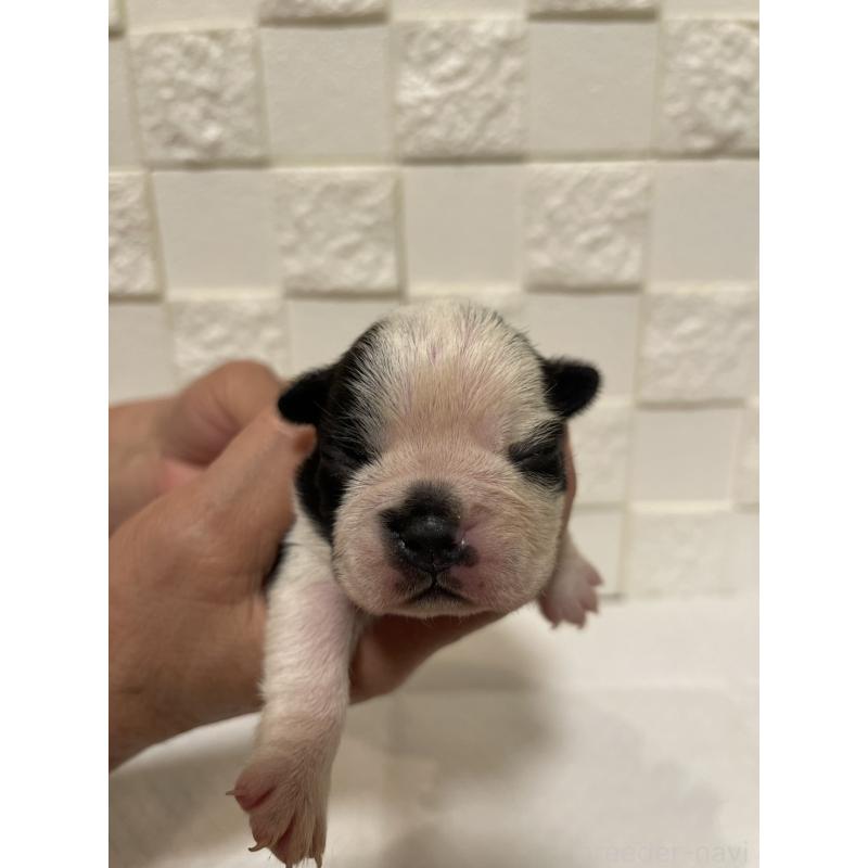 販売中の群馬県のボストンテリア-428930の7枚目