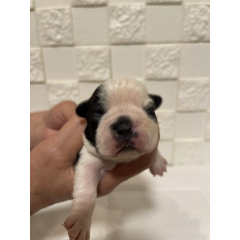 販売中の群馬県のボストンテリア-428930の6枚目