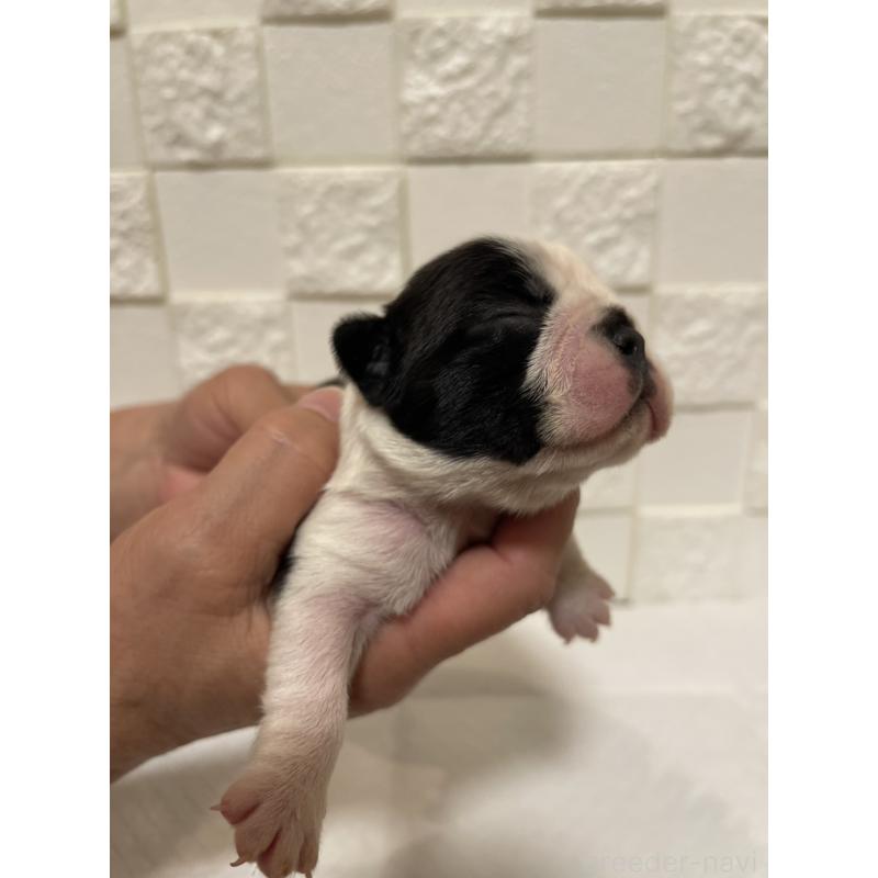 販売中の群馬県のボストンテリア-428930の5枚目