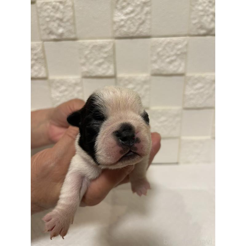 販売中の群馬県のボストンテリア-428930の4枚目