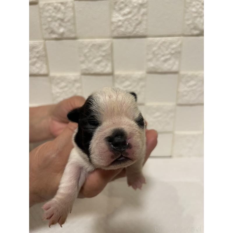 販売中の群馬県のボストンテリア-428930の3枚目