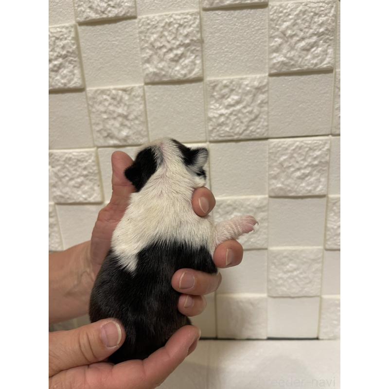 販売中の群馬県のボストンテリア-428930の2枚目