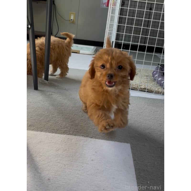 販売中の大阪府のチワプー:チワワ×トイプードル-428931の1枚目