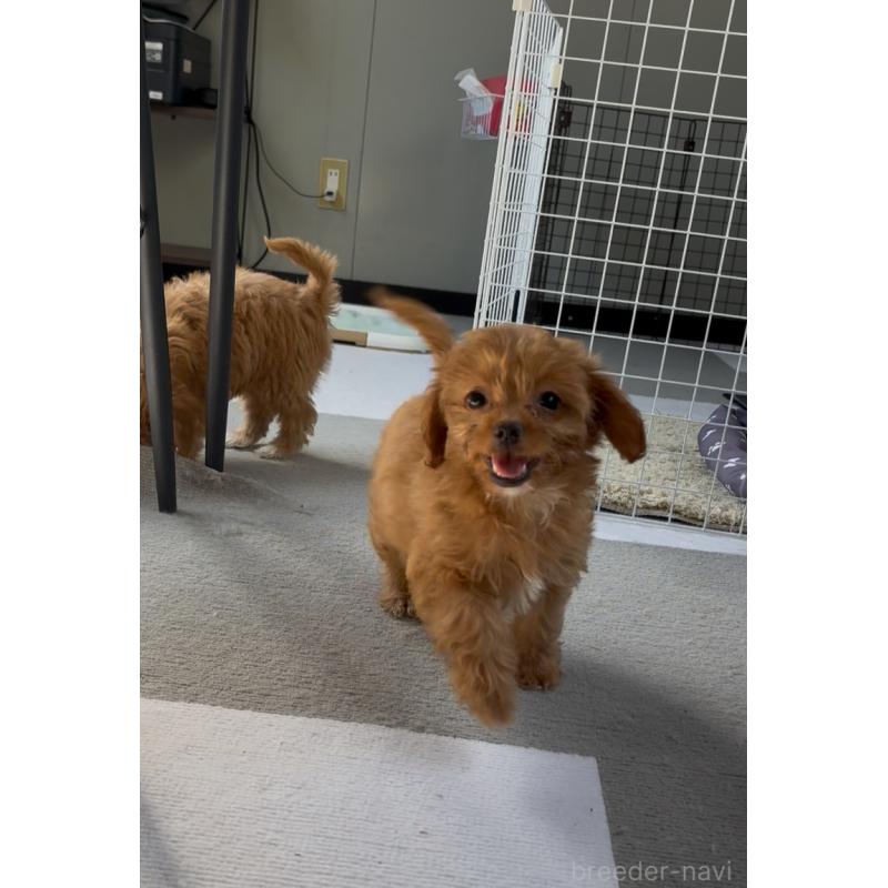 販売中の大阪府のチワプー:チワワ×トイプードル-428931の3枚目