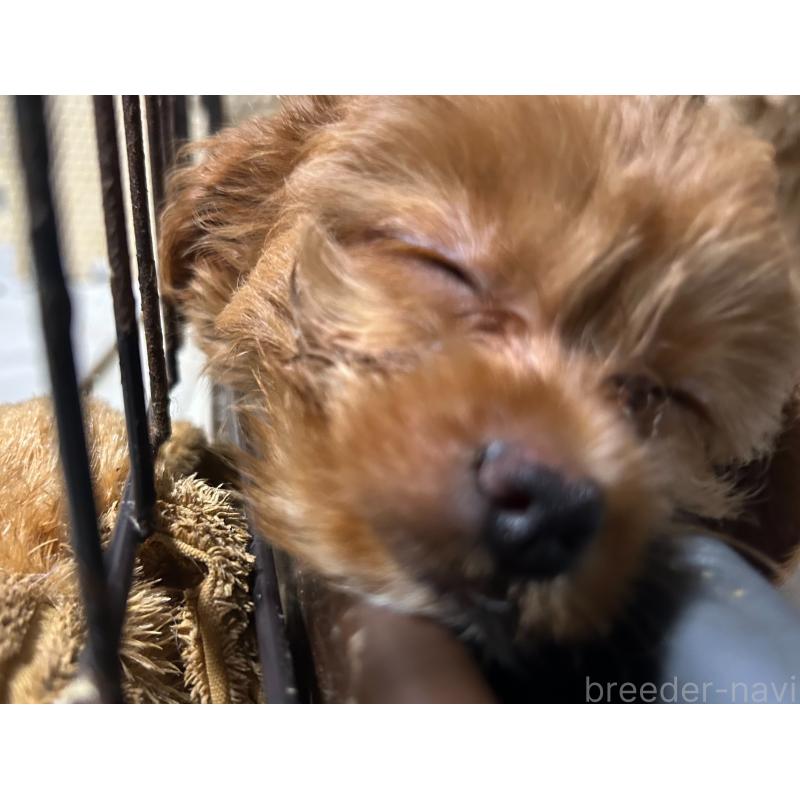 販売中の大阪府のチワプー:チワワ×トイプードル-428931の2枚目