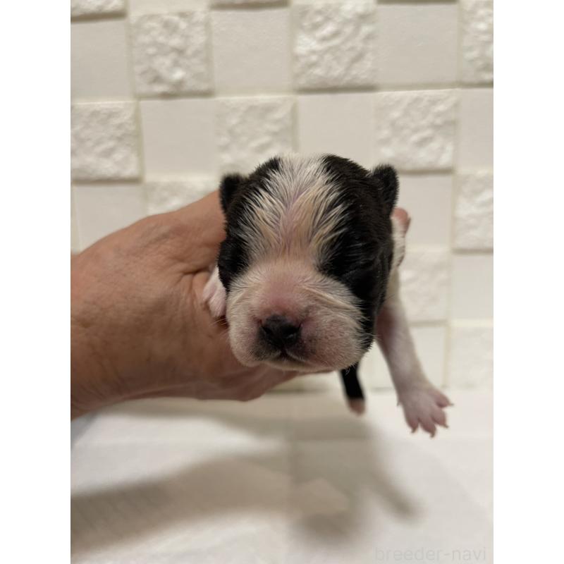 販売中の群馬県のボストンテリア-428932の1枚目