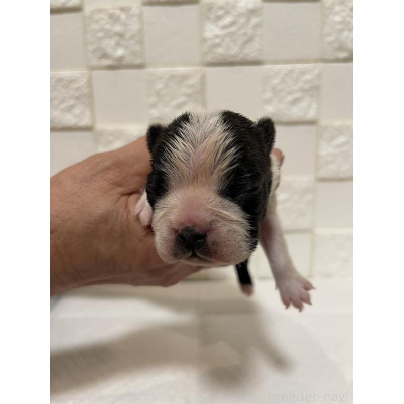 販売中の群馬県のボストンテリア-428932の10枚目