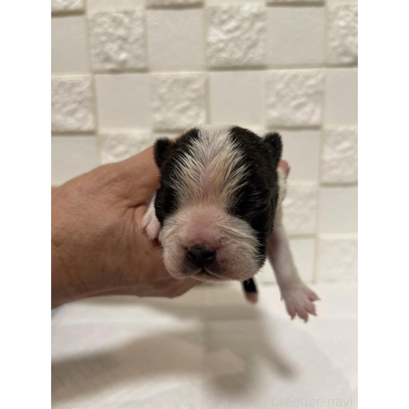 販売中の群馬県のボストンテリア-428932の9枚目