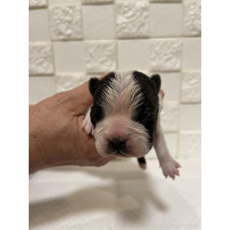 販売中の群馬県のボストンテリア-428932の8枚目