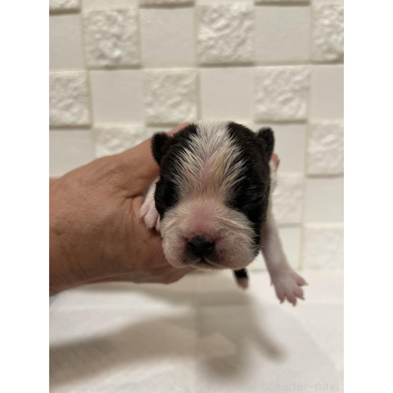 販売中の群馬県のボストンテリア-428932の7枚目