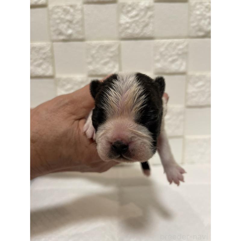 販売中の群馬県のボストンテリア-428932の6枚目