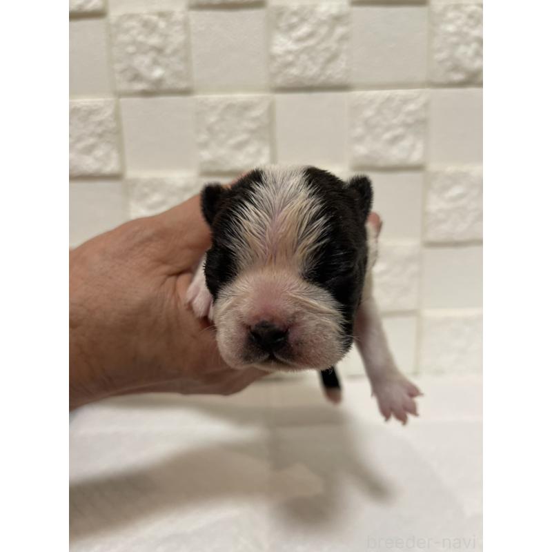 販売中の群馬県のボストンテリア-428932の5枚目