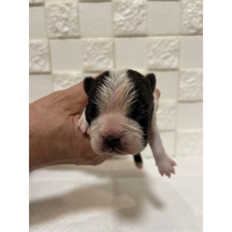 販売中の群馬県のボストンテリア-428932の4枚目