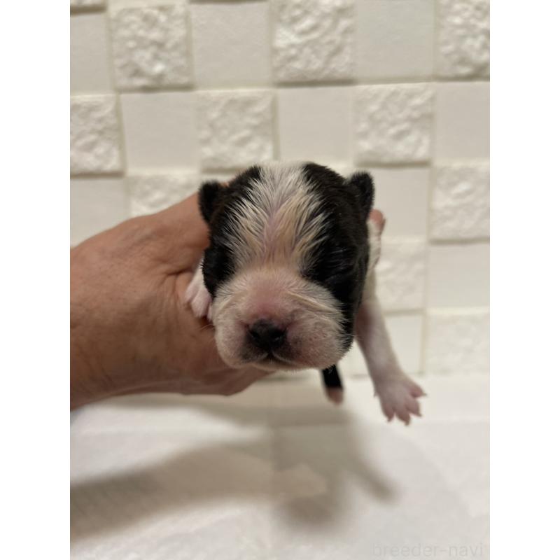 販売中の群馬県のボストンテリア-428932の3枚目