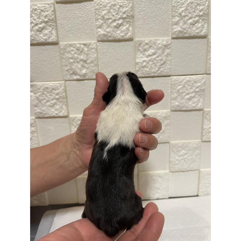 販売中の群馬県のボストンテリア-428932の2枚目