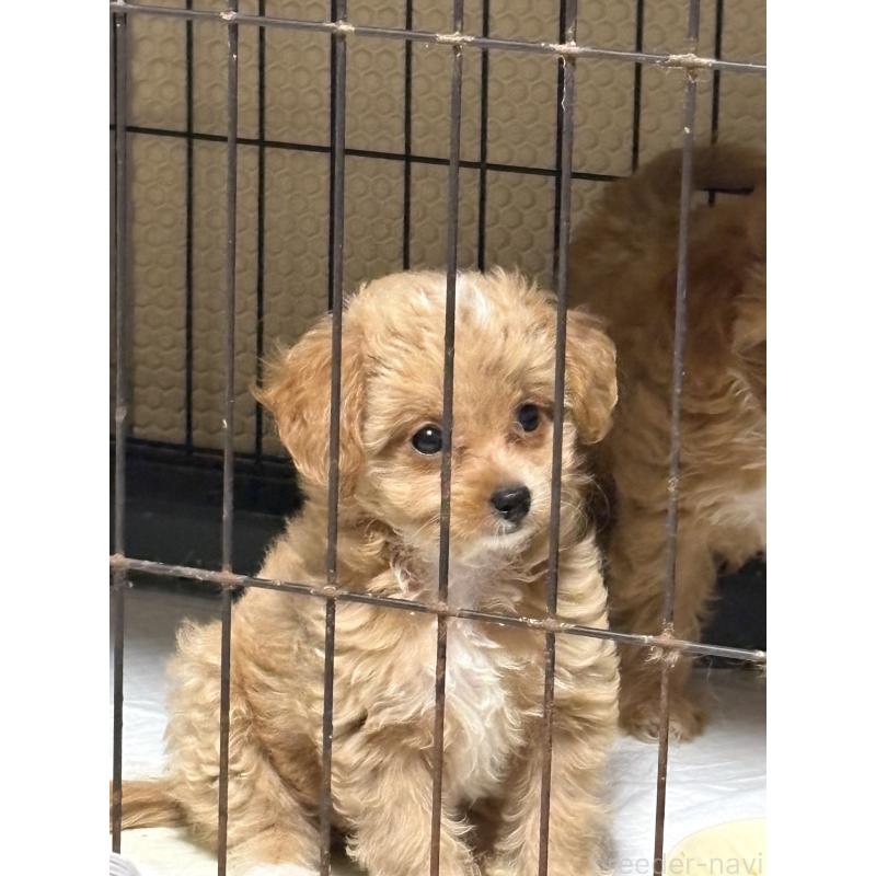 販売中の大阪府のチワプー:チワワ×トイプードル-421222の2枚目