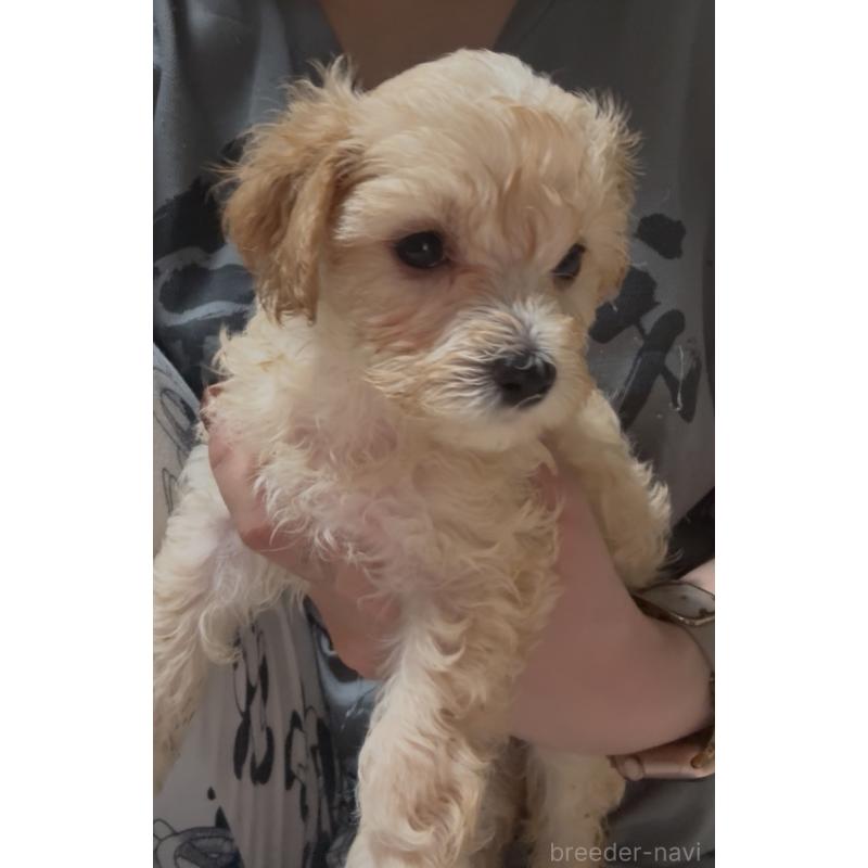 販売中の大阪府のマルプー:マルチーズ×トイプードル-428933