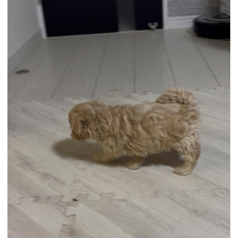 販売中の大阪府のマルプー:マルチーズ×トイプードル-428933の2枚目