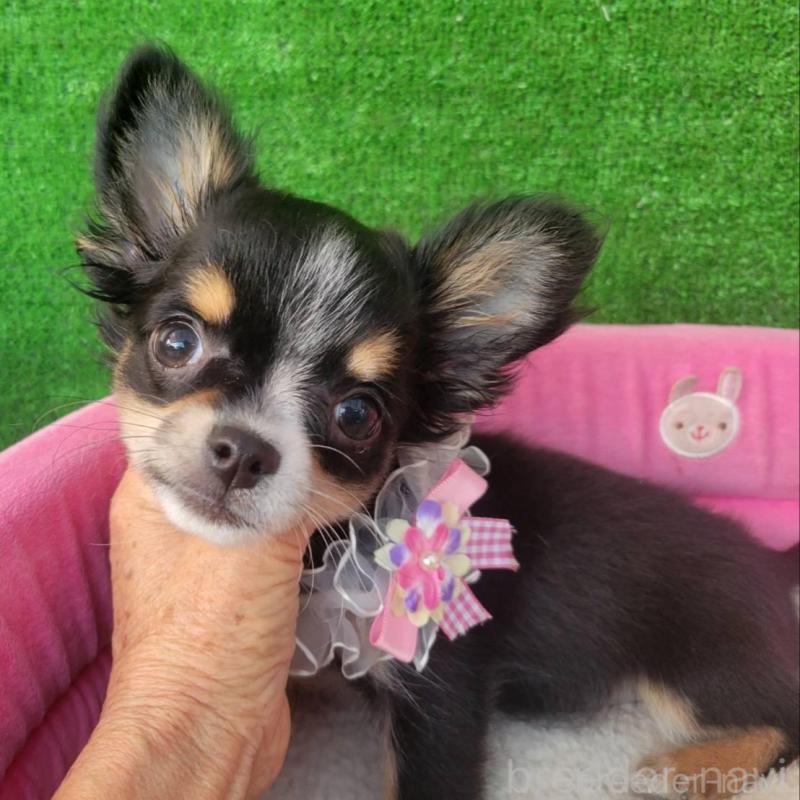 販売中の福岡県のチワワ(ロングコート)-428935の1枚目