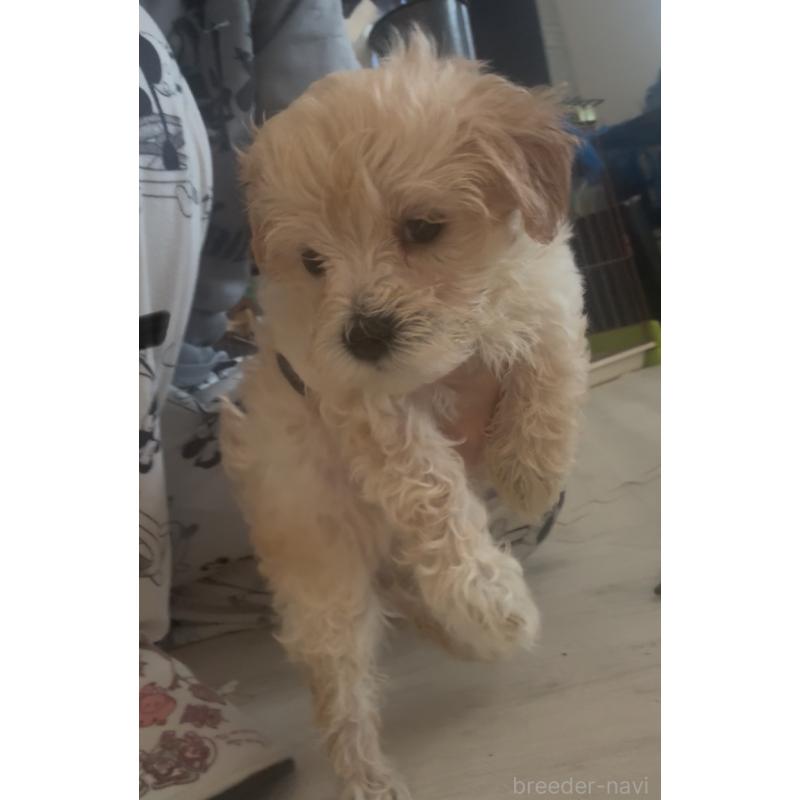 販売中の大阪府のマルプー:マルチーズ×トイプードル-428936の1枚目