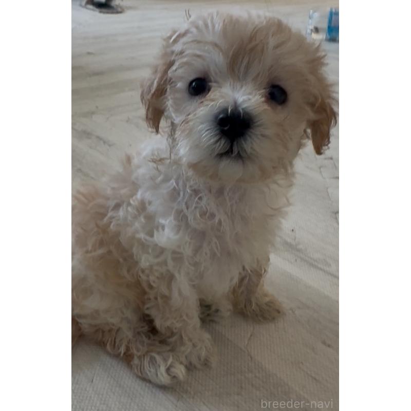 販売中の大阪府のマルプー:マルチーズ×トイプードル-428936の3枚目
