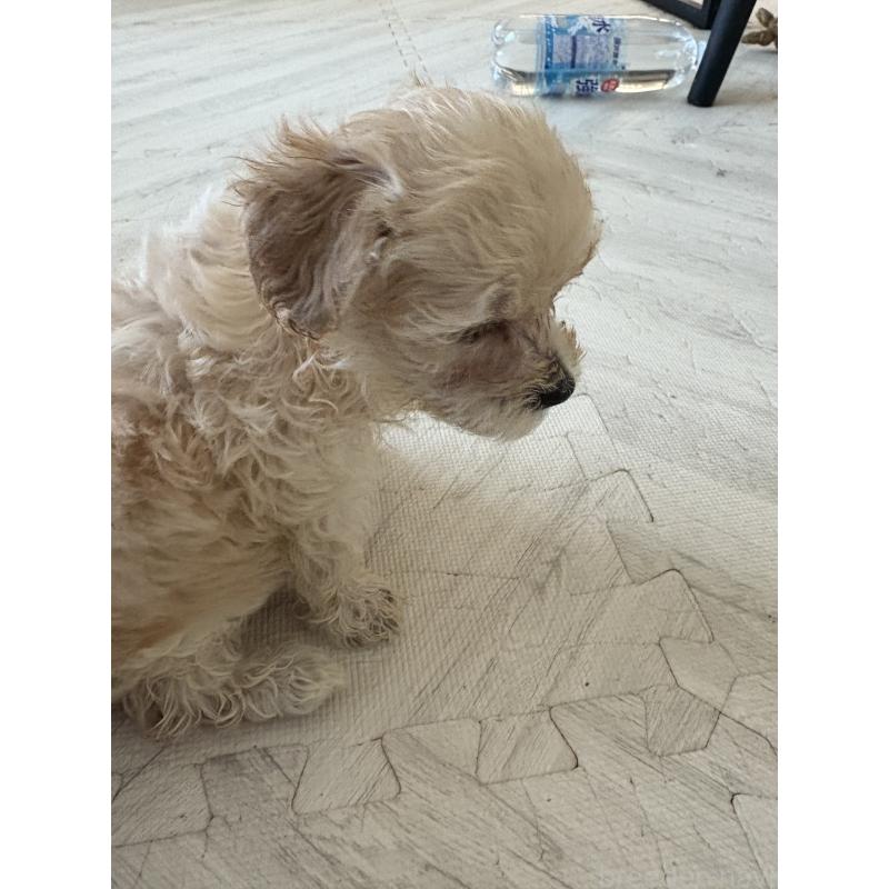 販売中の大阪府のマルプー:マルチーズ×トイプードル-428936の2枚目