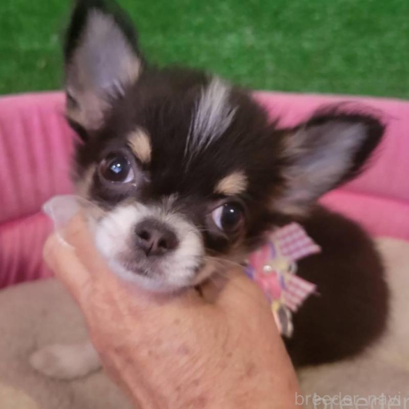 販売中の福岡県のチワワ(ロングコート)-428937