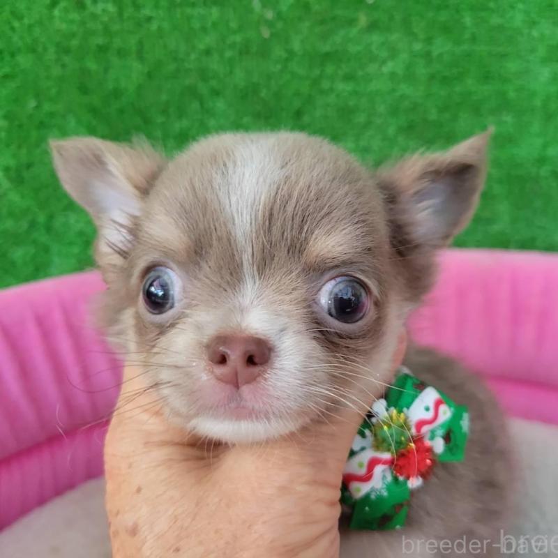 販売中の福岡県のチワワ(ロングコート)-428938