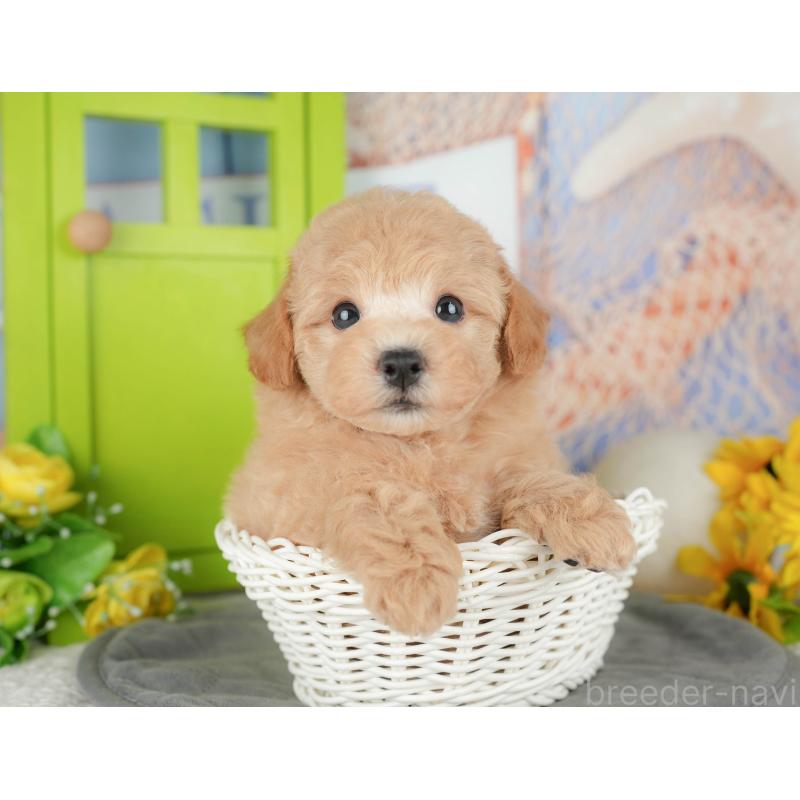 販売中の千葉県のビションプー:ビションフリーゼ×トイプードル-428943の1枚目