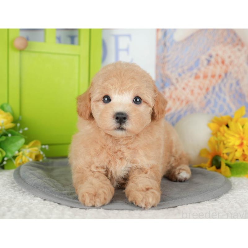 販売中の千葉県のビションプー:ビションフリーゼ×トイプードル-428943の10枚目