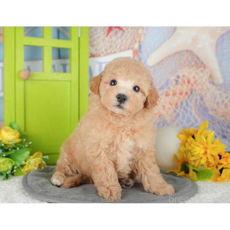 販売中の千葉県のビションプー:ビションフリーゼ×トイプードル-428943の9枚目