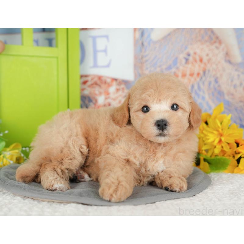 販売中の千葉県のビションプー:ビションフリーゼ×トイプードル-428943の8枚目